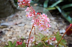 Flower of Begonia Ã¢â¬ËDancing webÃ¢â¬â¢ photo